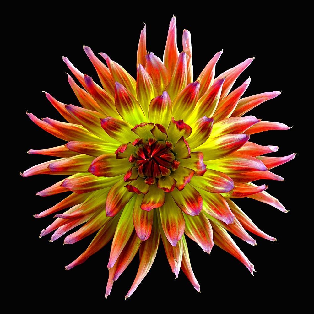 Dahlia ~ Tahiti Sunrise art print by Richard Reynolds for $57.95 CAD