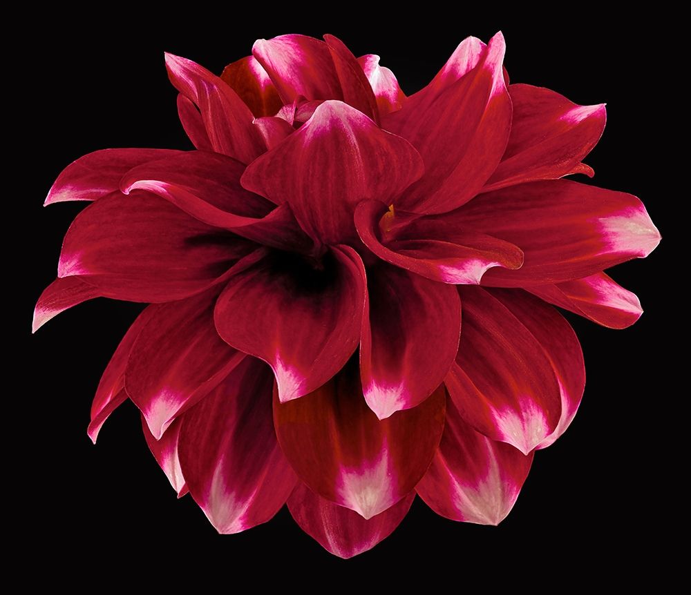 Dahlia 2 art print by Richard Reynolds for $57.95 CAD