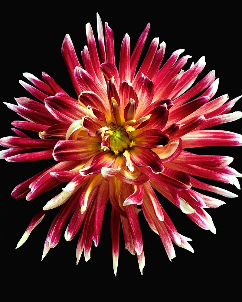 Dahlia 4 art print by Richard Reynolds for $57.95 CAD