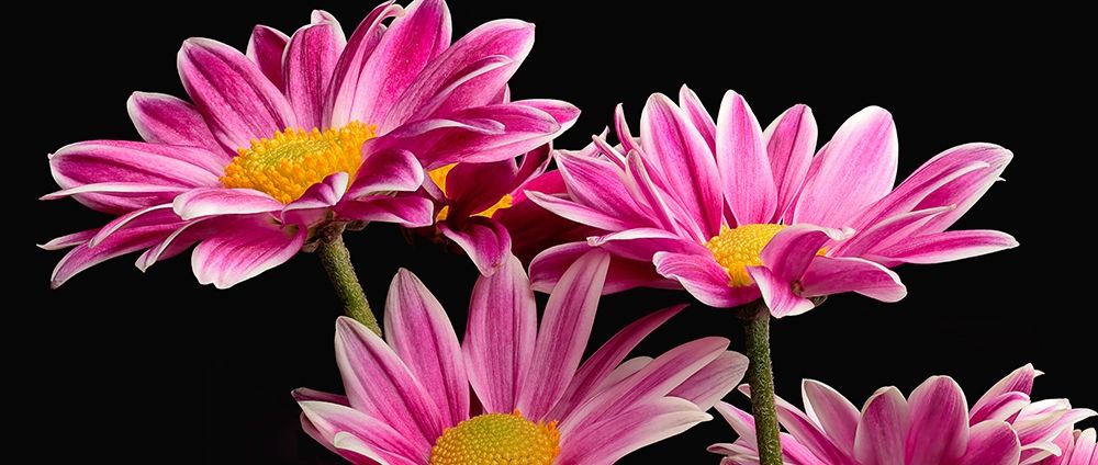 African Daisy art print by Richard Reynolds for $57.95 CAD