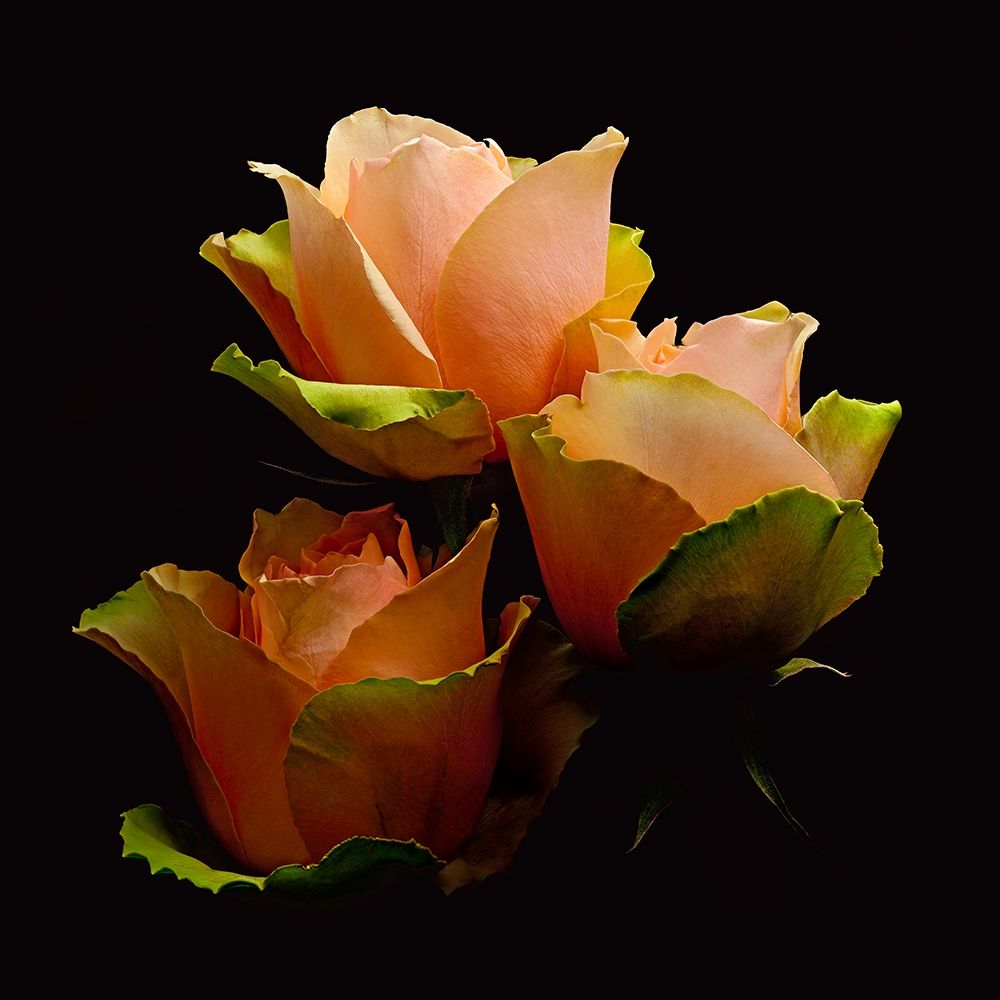Garden Rose 1 art print by Richard Reynolds for $57.95 CAD