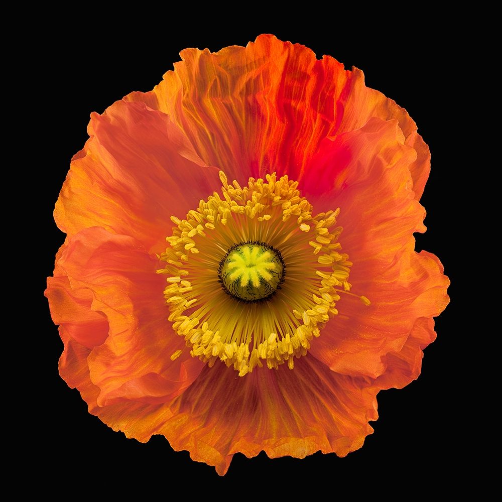 Iceland Poppy art print by Richard Reynolds for $57.95 CAD