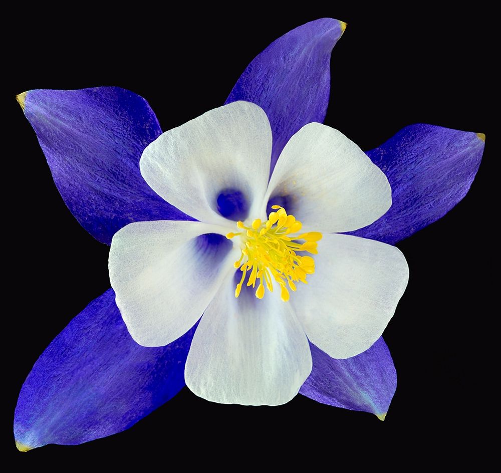 Columbine ~ Origami Blue art print by Richard Reynolds for $57.95 CAD