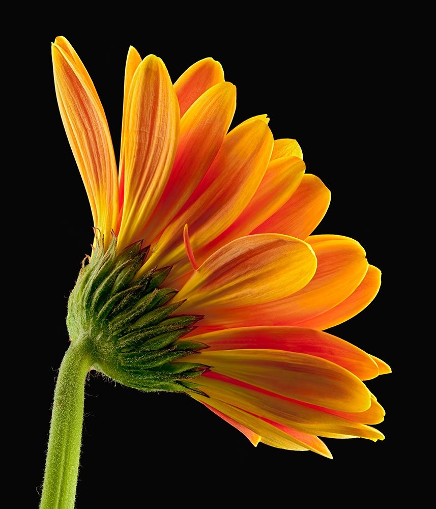 Gerbera Daisy art print by Richard Reynolds for $57.95 CAD