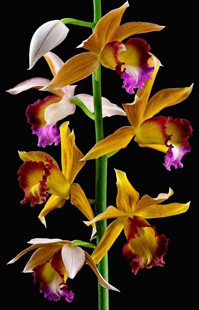 Nuns Orchid art print by Richard Reynolds for $57.95 CAD