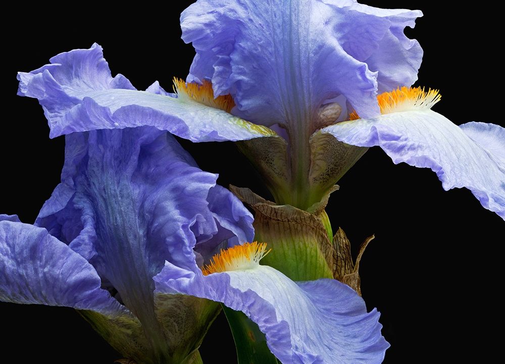 Tall Bearded Iris 3 art print by Richard Reynolds for $57.95 CAD