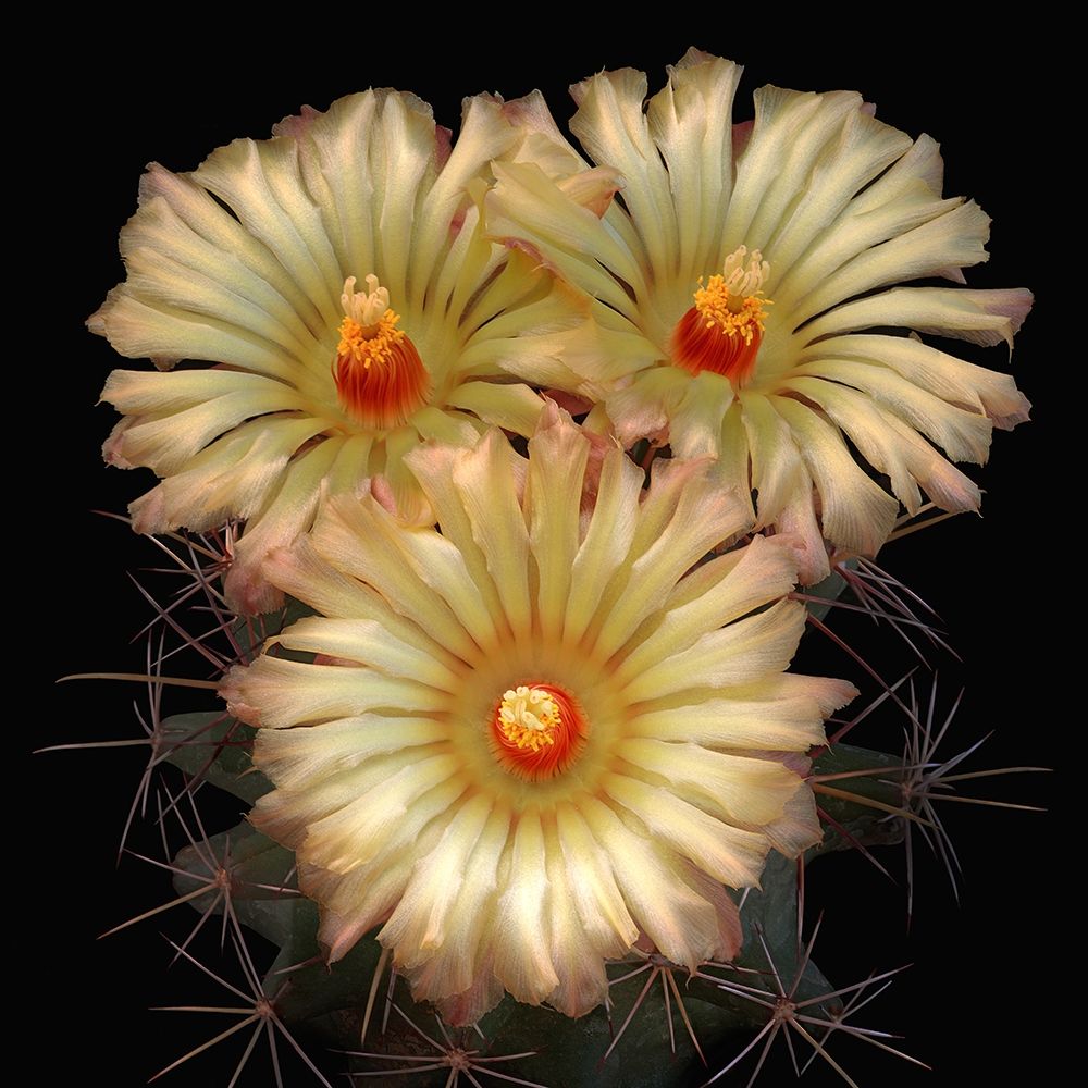 Scheers Cory Cactus art print by Richard Reynolds for $57.95 CAD