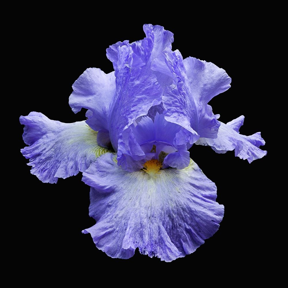 Tall Bearded Iris 2 art print by Richard Reynolds for $57.95 CAD