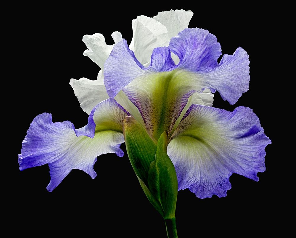 Tall Bearded Iris ~ Alizes art print by Richard Reynolds for $57.95 CAD
