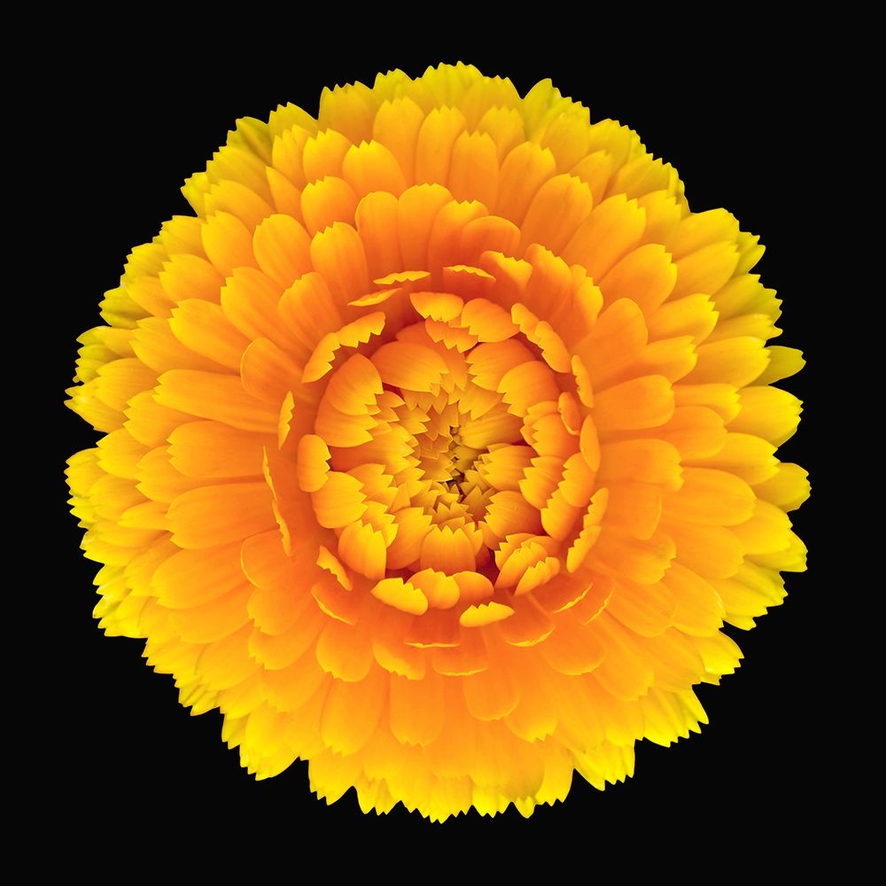 Pot Marigold art print by Richard Reynolds for $57.95 CAD