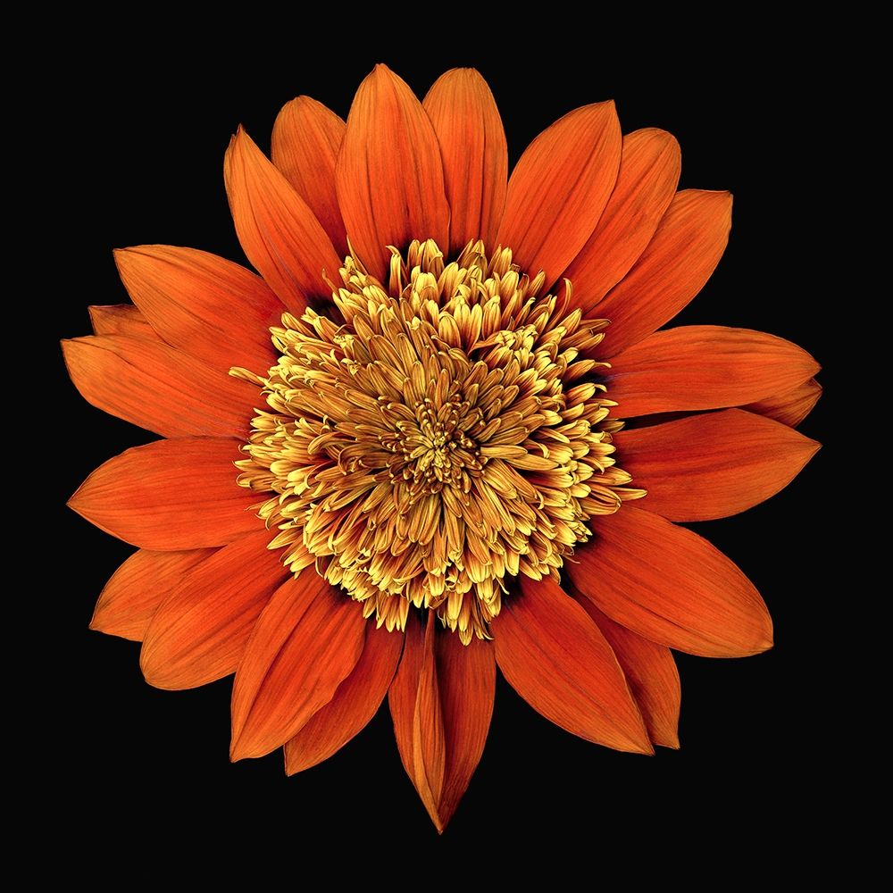 Treasure Flower - Orange Gnome art print by Richard Reynolds for $57.95 CAD
