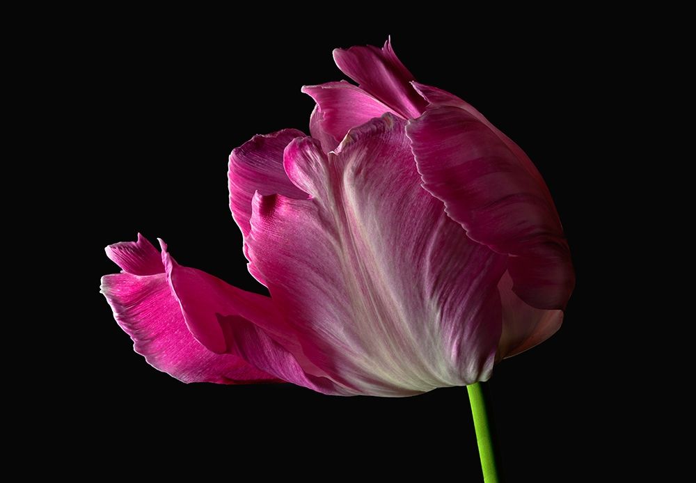 Parrot Tulip art print by Richard Reynolds for $57.95 CAD
