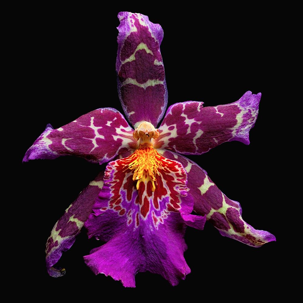 Orchid ~ Tropic Tom art print by Richard Reynolds for $57.95 CAD