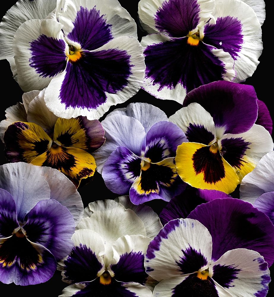 Pansies art print by Richard Reynolds for $57.95 CAD