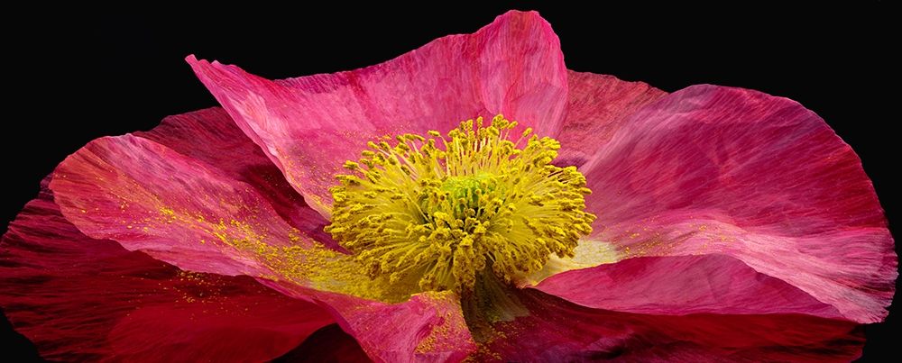 Shirley Poppy art print by Richard Reynolds for $57.95 CAD