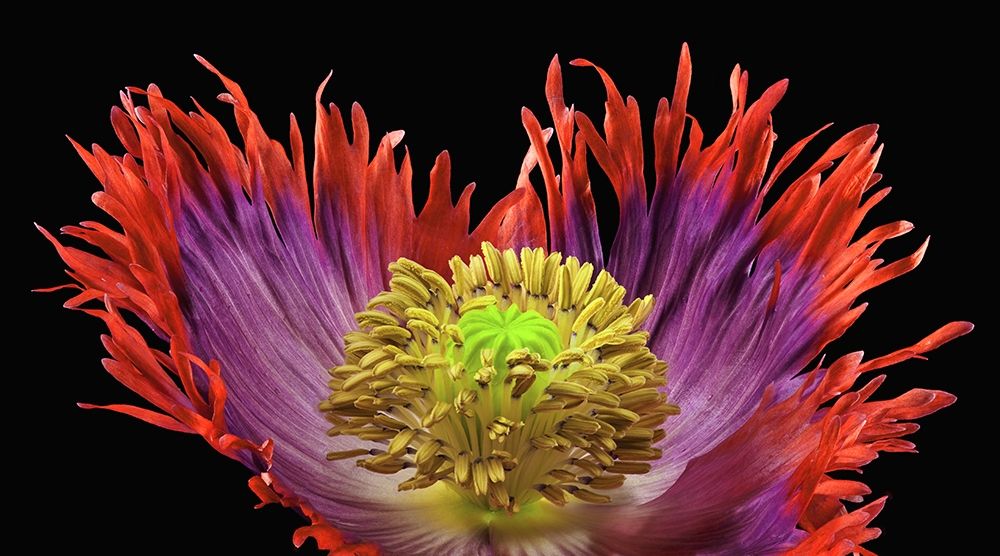 Poppy Drama Queen 2 art print by Richard Reynolds for $57.95 CAD