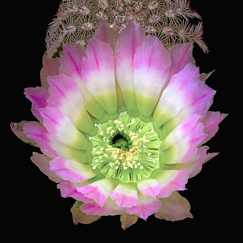 Texas Rainbow Cactus art print by Richard Reynolds for $57.95 CAD