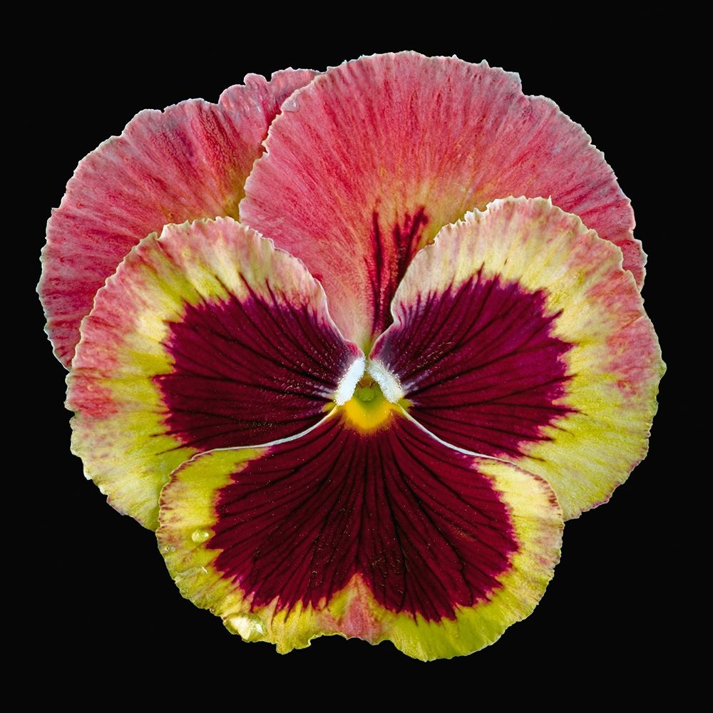 Pansy ~ Delta Fire art print by Richard Reynolds for $57.95 CAD