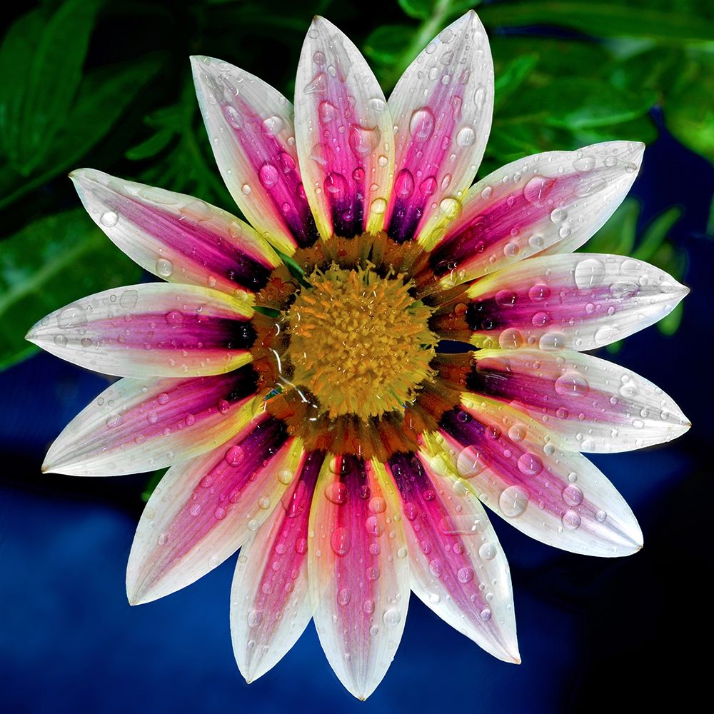 Gazania art print by Richard Reynolds for $57.95 CAD