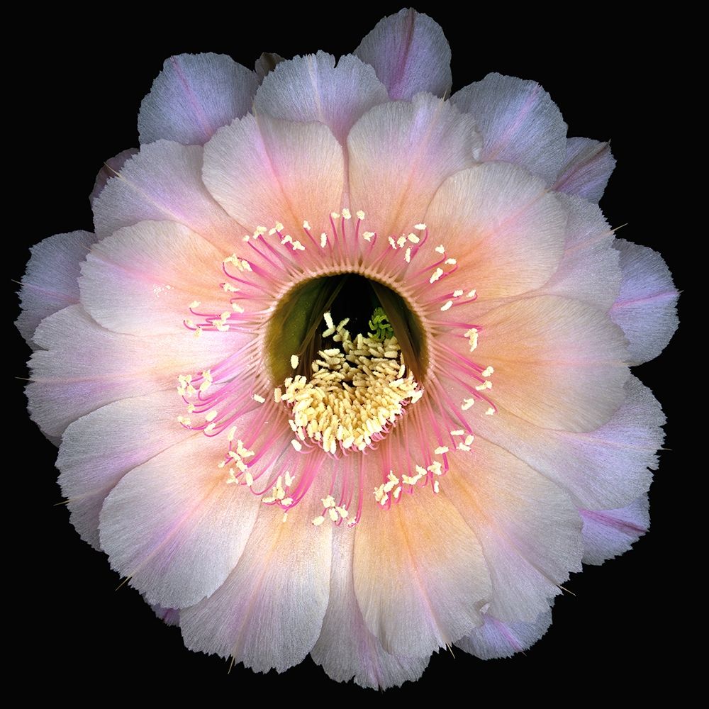 Echinopsis Cactus Keepsake art print by Richard Reynolds for $57.95 CAD