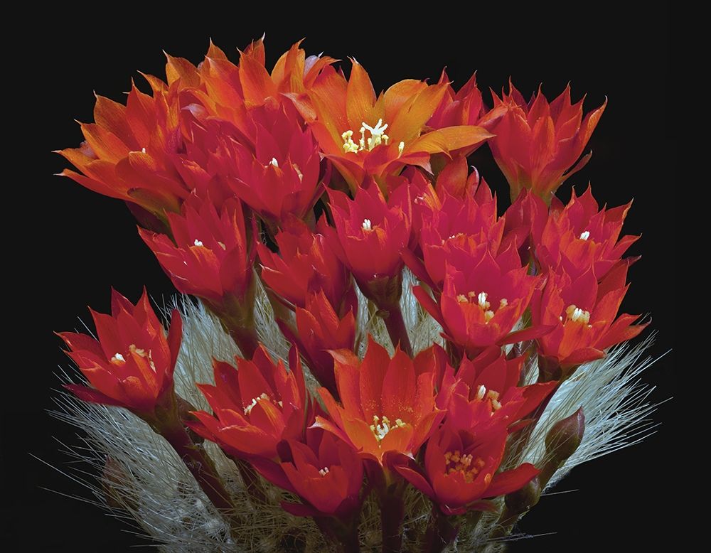 Rebutia Albipilosa - White-Haired Crown Cactus art print by Richard Reynolds for $57.95 CAD