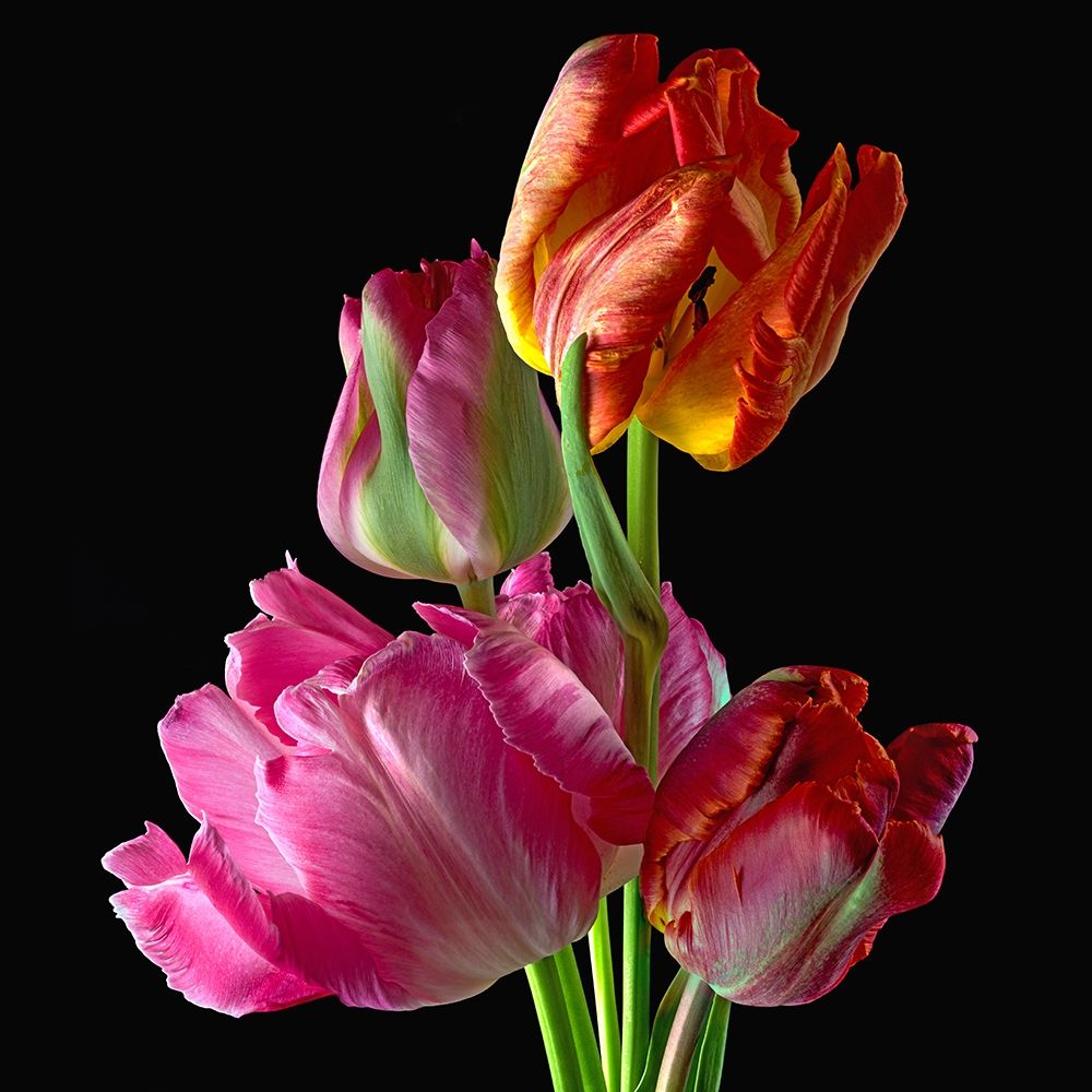 Parrot Tulips 2 art print by Richard Reynolds for $57.95 CAD