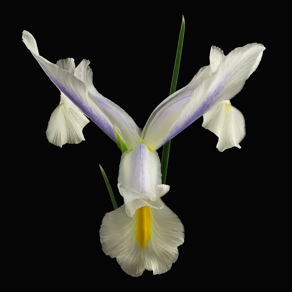 Dutch Iris 2 art print by Richard Reynolds for $57.95 CAD