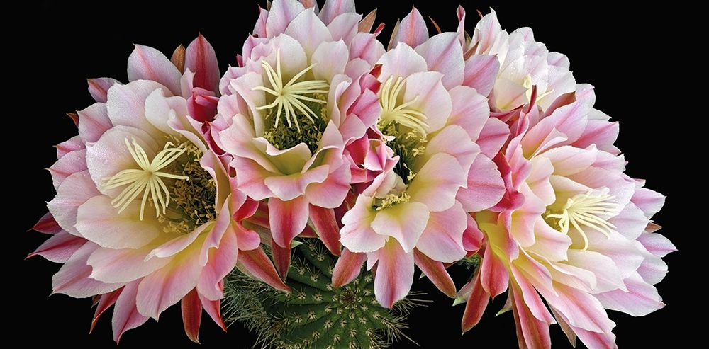Trichocereus Cactus Flying Saucer art print by Richard Reynolds for $57.95 CAD