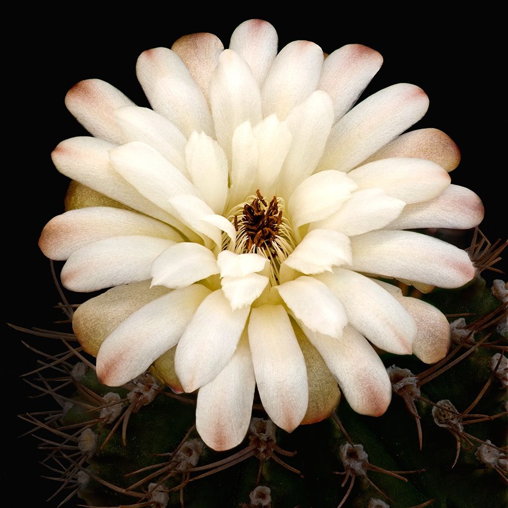 Chin Cactus 1 art print by Richard Reynolds for $57.95 CAD