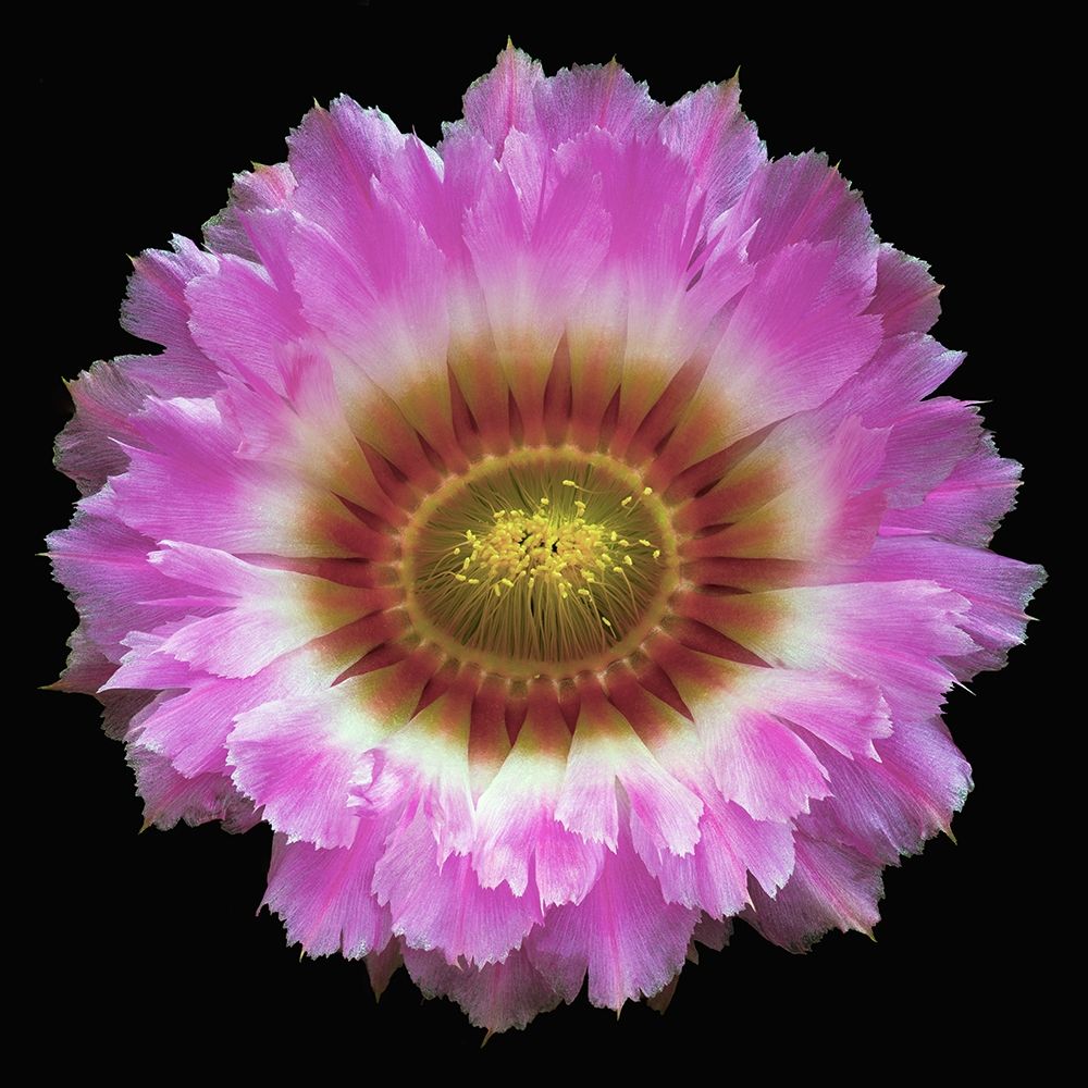 Lace Cactus art print by Richard Reynolds for $57.95 CAD