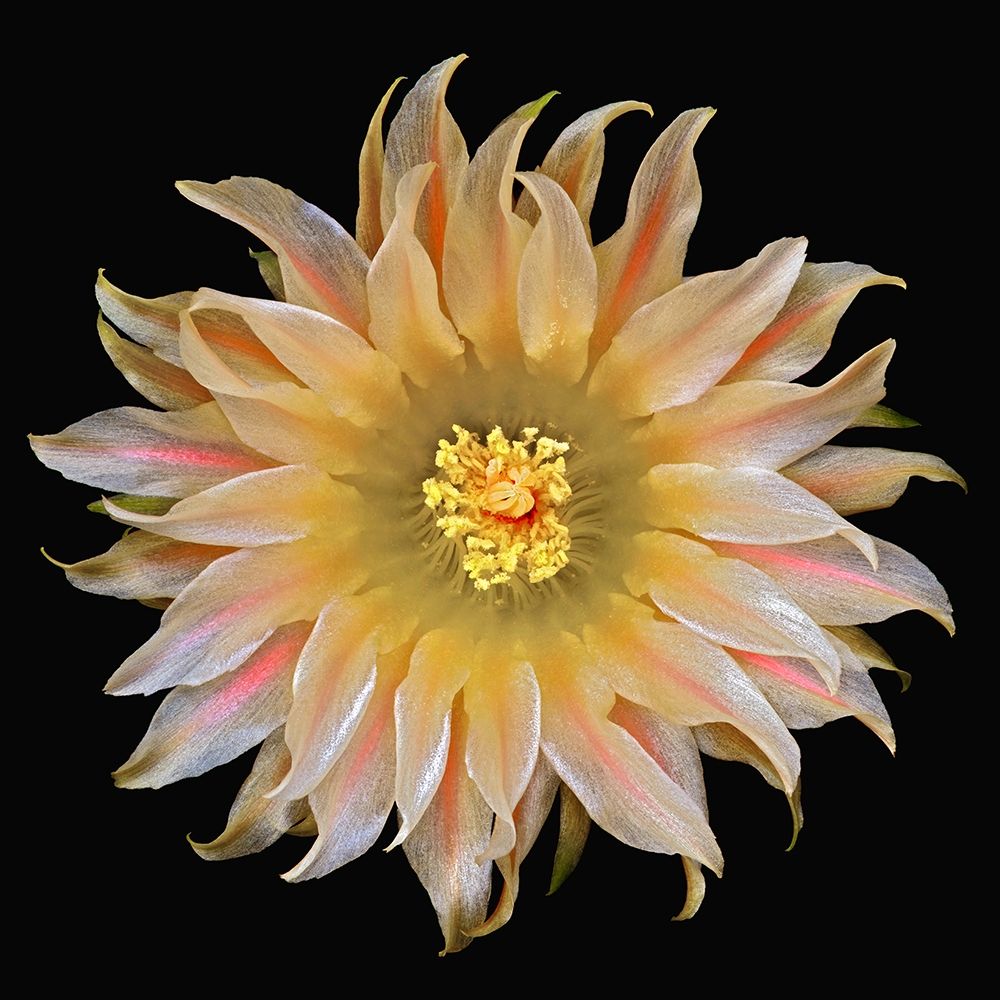 Eriosyce Carrizalensis art print by Richard Reynolds for $57.95 CAD