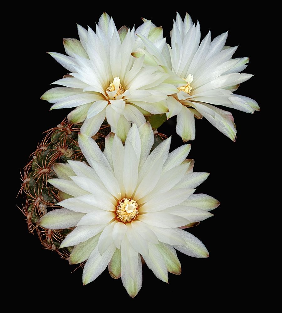 Gymnocalycium Mesopotamicum art print by Richard Reynolds for $57.95 CAD