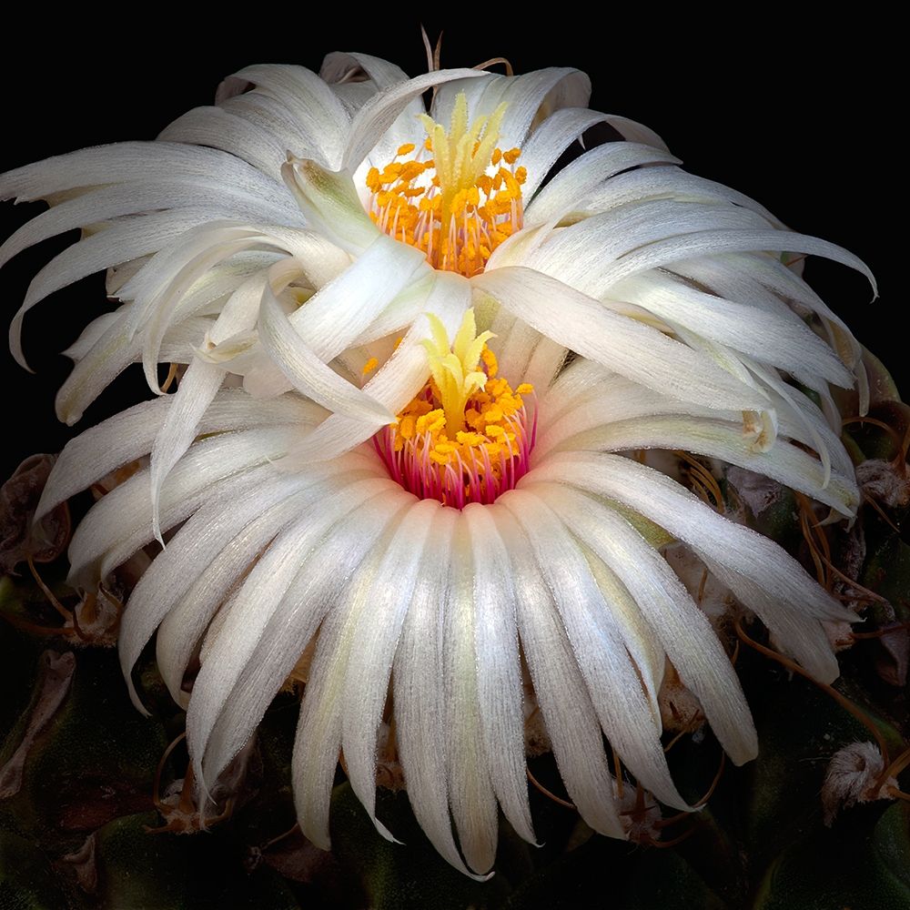 Artichoke Cactus art print by Richard Reynolds for $57.95 CAD