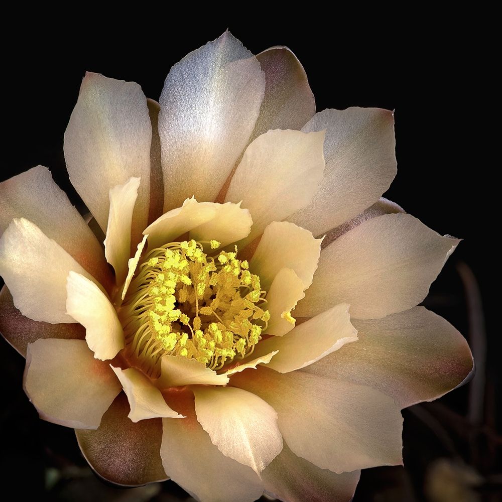 Chin Cactus 2 art print by Richard Reynolds for $57.95 CAD