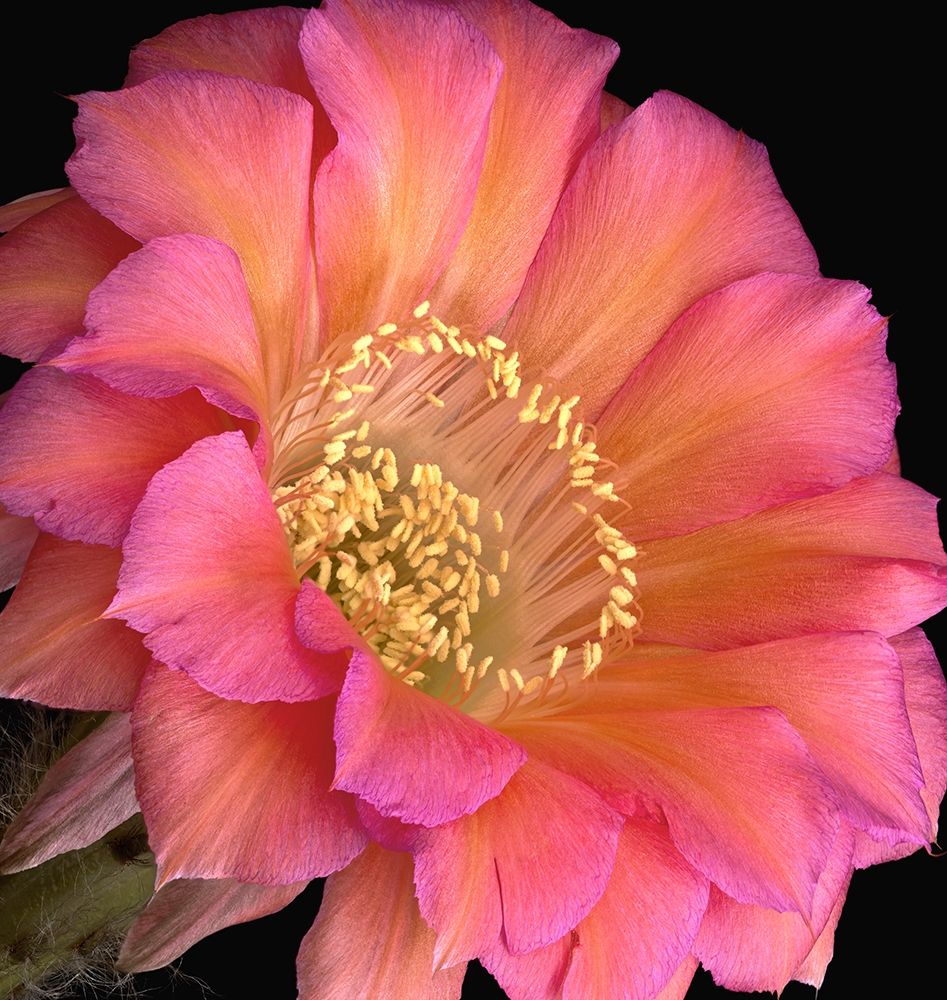 Echinopsis Cactus Monet art print by Richard Reynolds for $57.95 CAD