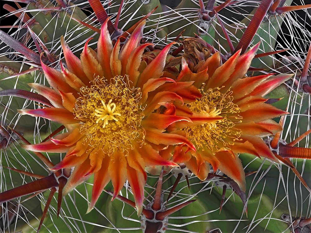 Herrerrae art print by Richard Reynolds for $57.95 CAD