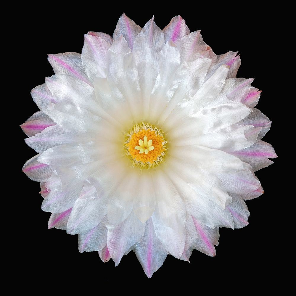 Thelocactus Hexaedrophorus art print by Richard Reynolds for $57.95 CAD
