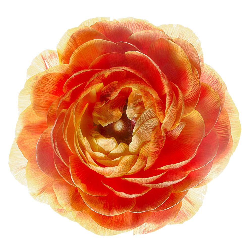 Ranunculus Brown art print by Richard Reynolds for $57.95 CAD