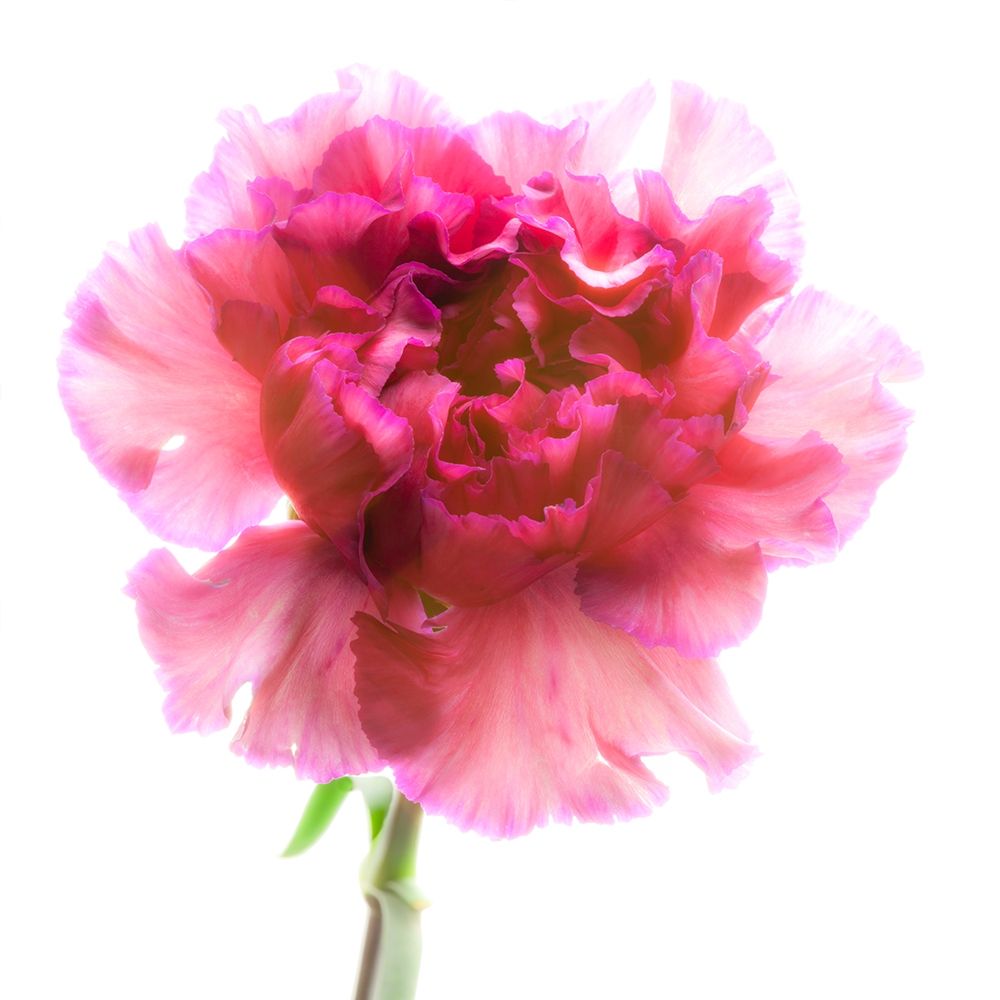 Carnation Purple art print by Richard Reynolds for $57.95 CAD