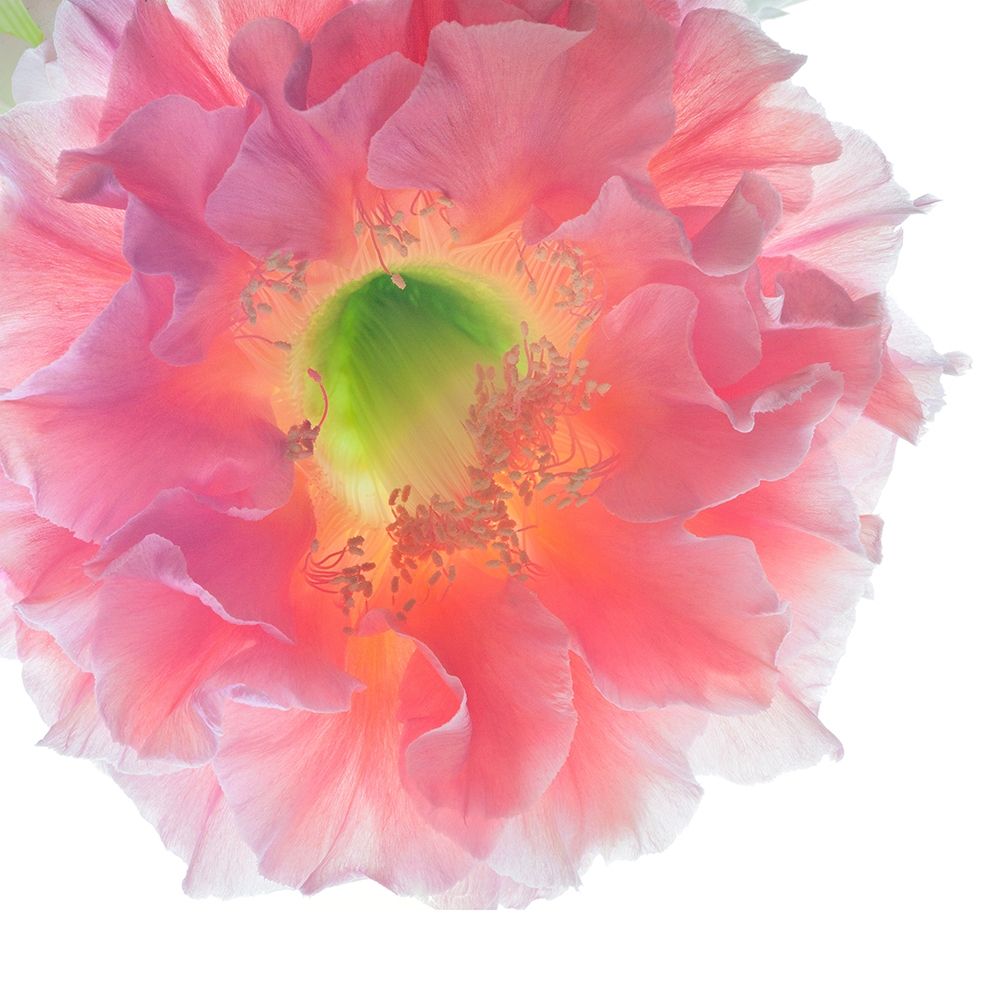Southern Belle art print by Richard Reynolds for $57.95 CAD