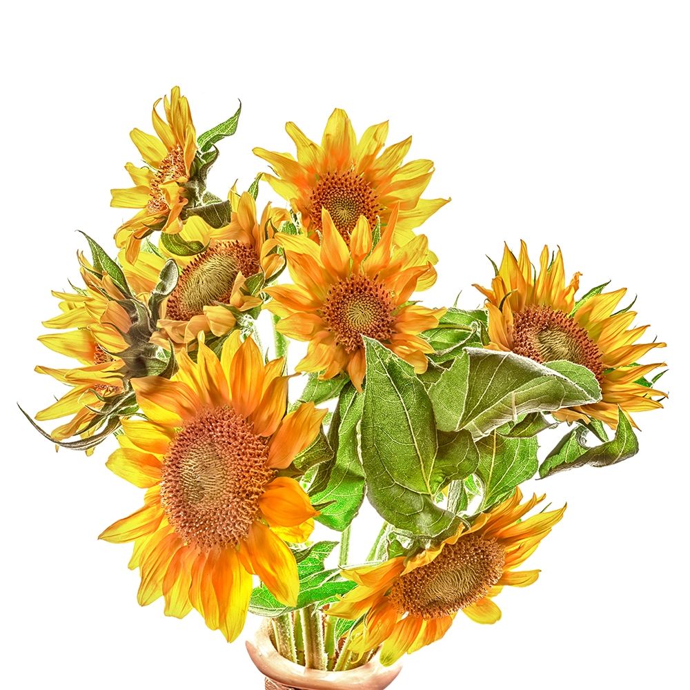 Sunflowers art print by Richard Reynolds for $57.95 CAD