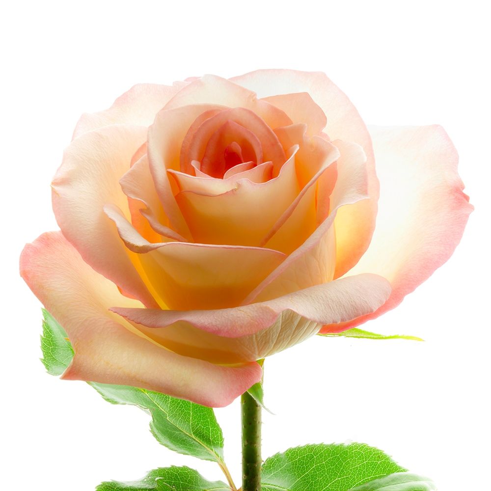 Rose art print by Richard Reynolds for $57.95 CAD