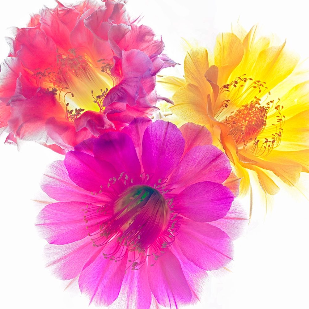 Three Echinopsis art print by Richard Reynolds for $57.95 CAD