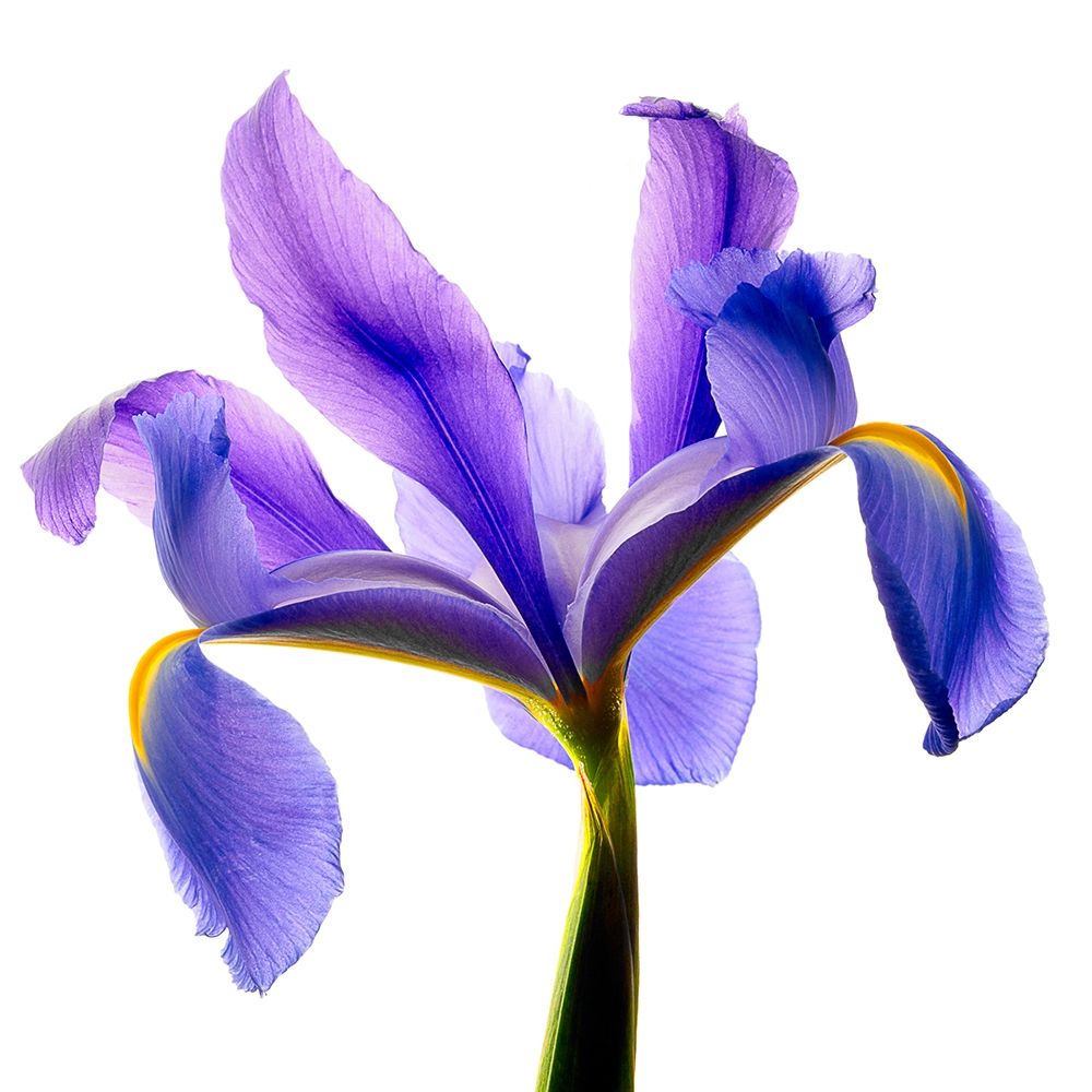 Iris Blue art print by Richard Reynolds for $57.95 CAD