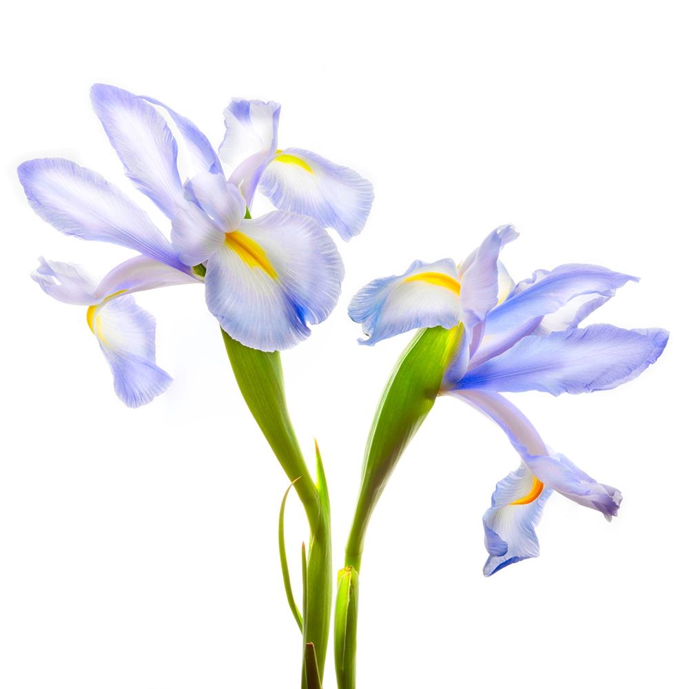 Iris It Blue art print by Richard Reynolds for $57.95 CAD