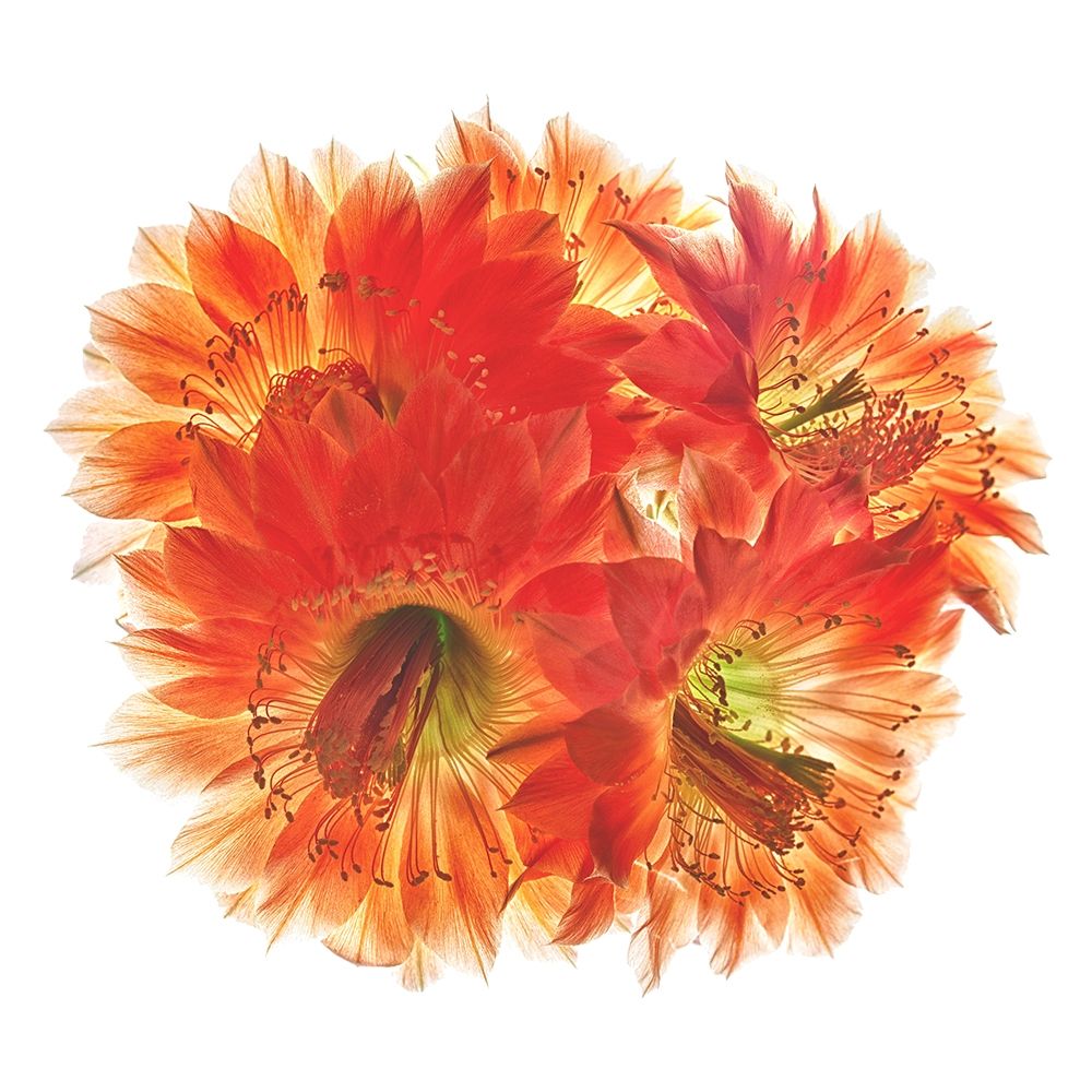 Fangrila art print by Richard Reynolds for $57.95 CAD