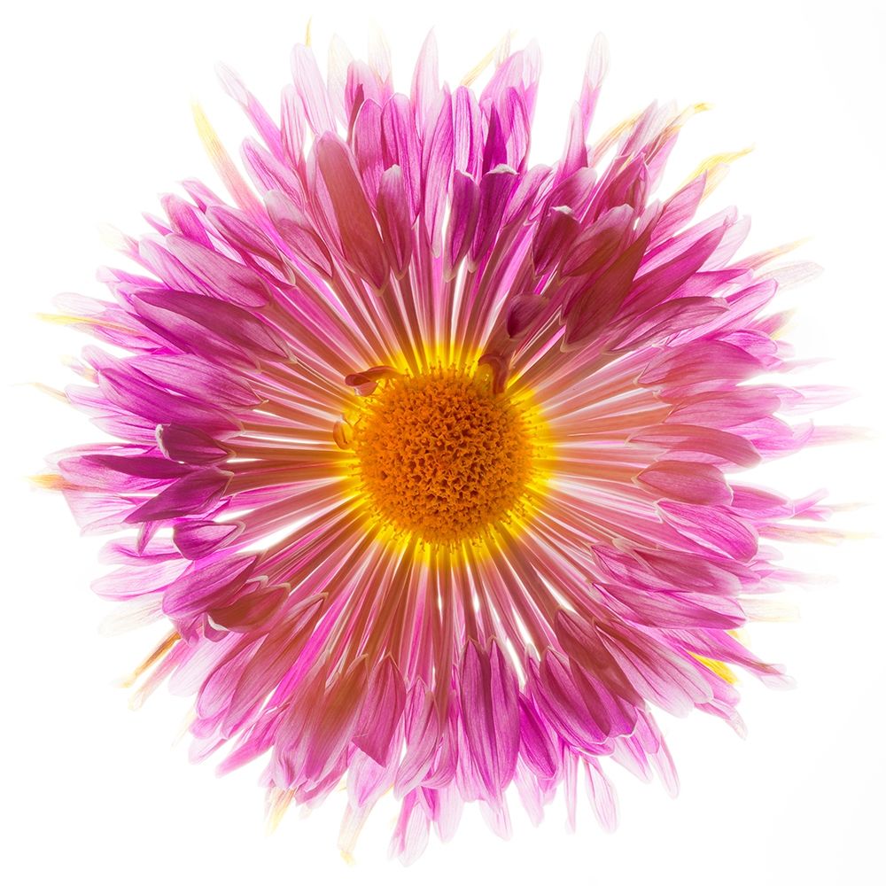 Mums Spider art print by Richard Reynolds for $57.95 CAD