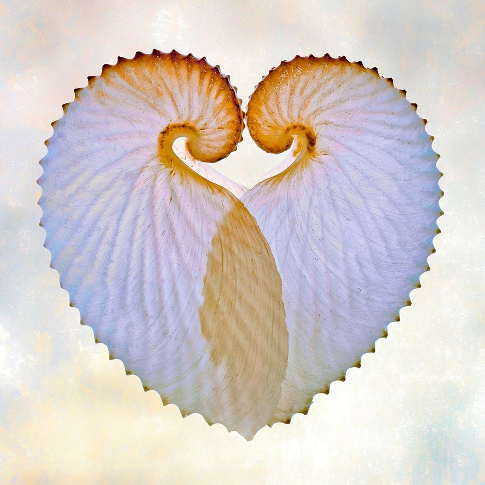Paper Nautilus 1 art print by Richard Reynolds for $57.95 CAD