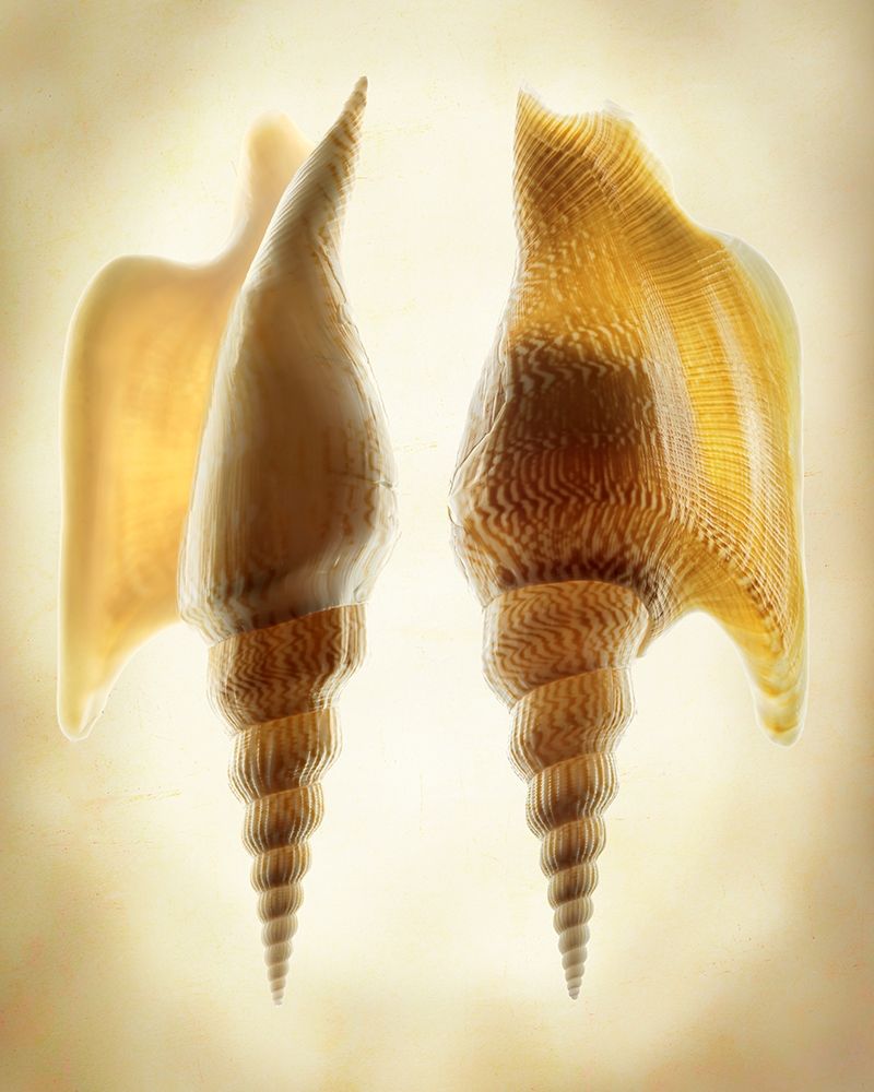 Listers Conch 2 art print by Richard Reynolds for $57.95 CAD