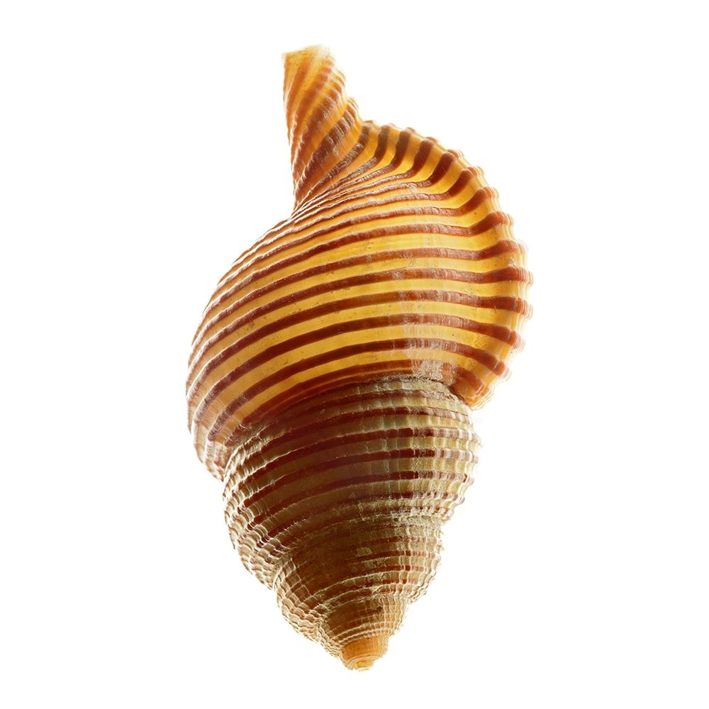 Linatella Succinta art print by Richard Reynolds for $57.95 CAD